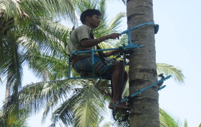 Demonstration of Coconut tree Climber
