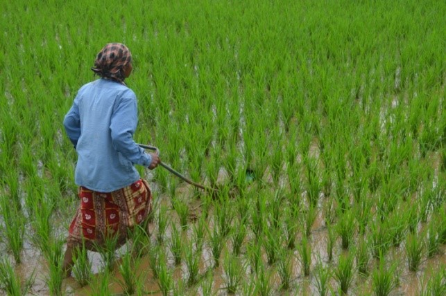 Demonstration of Mandwa weeder