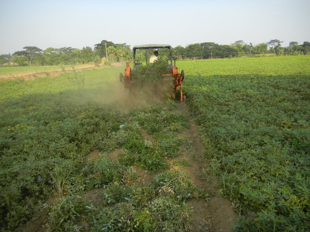 Bullock drawn pre-germinated drum seeder