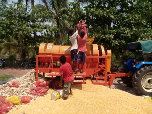 Bullock drawn pre-germinated drum seeder