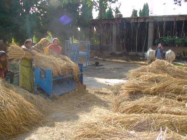 Paddy thresher operated by Bullock Driven    
    Rotary Unit
