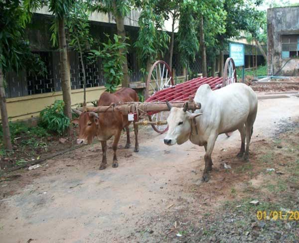 Steel Bullock Cart