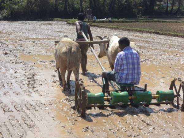 Bullock drawn pre-germinated drum seeder